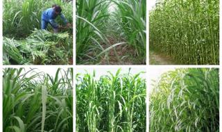山东省东营市利津县2023年6月8号新小麦多少钱一斤 新小麦多少钱一斤
